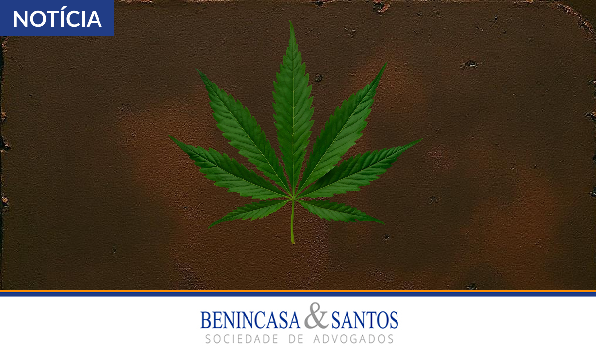 cannabis noticia